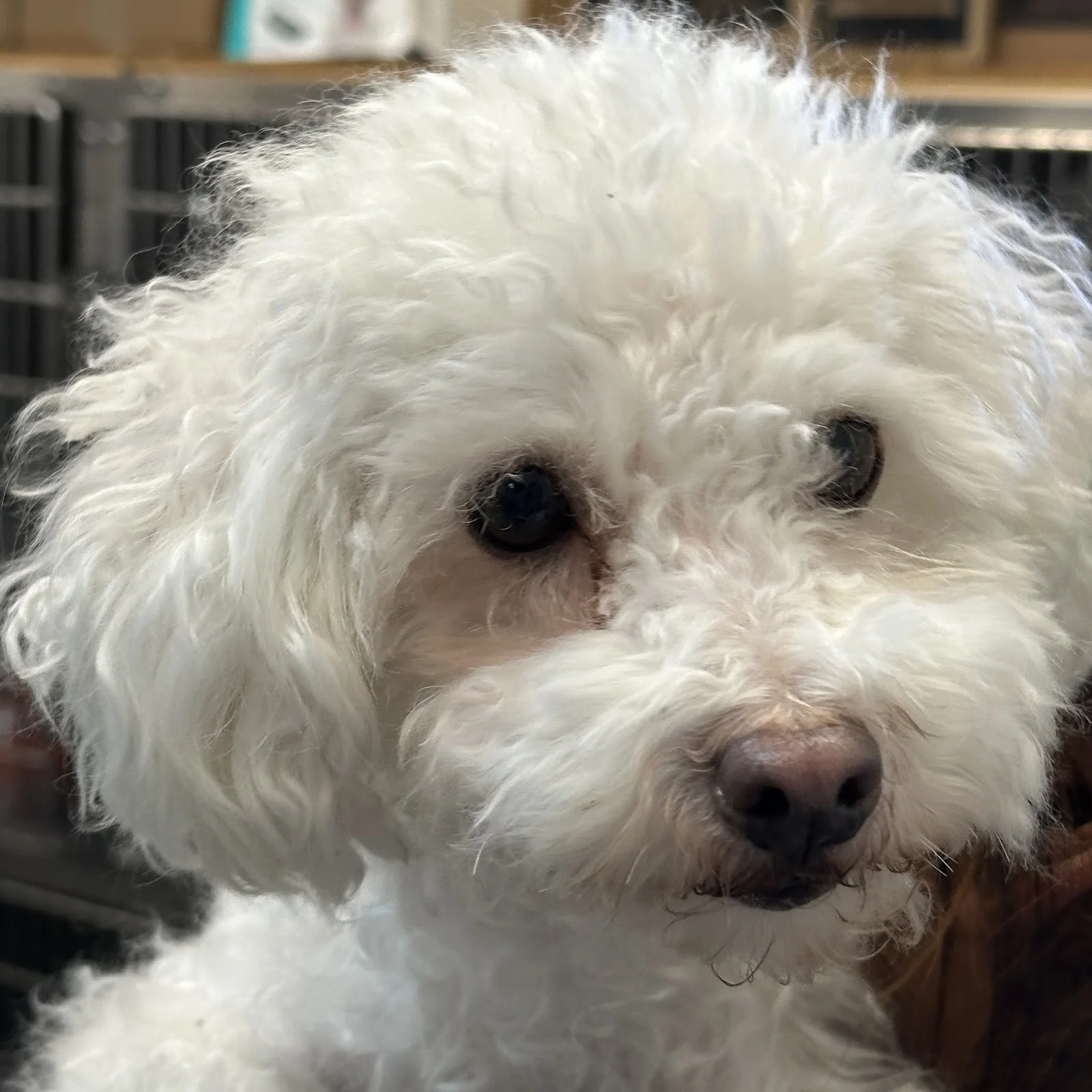 Baker Ranch Animal Hospital — Veterinary & Animal Hospitals in Lake Forest, CA