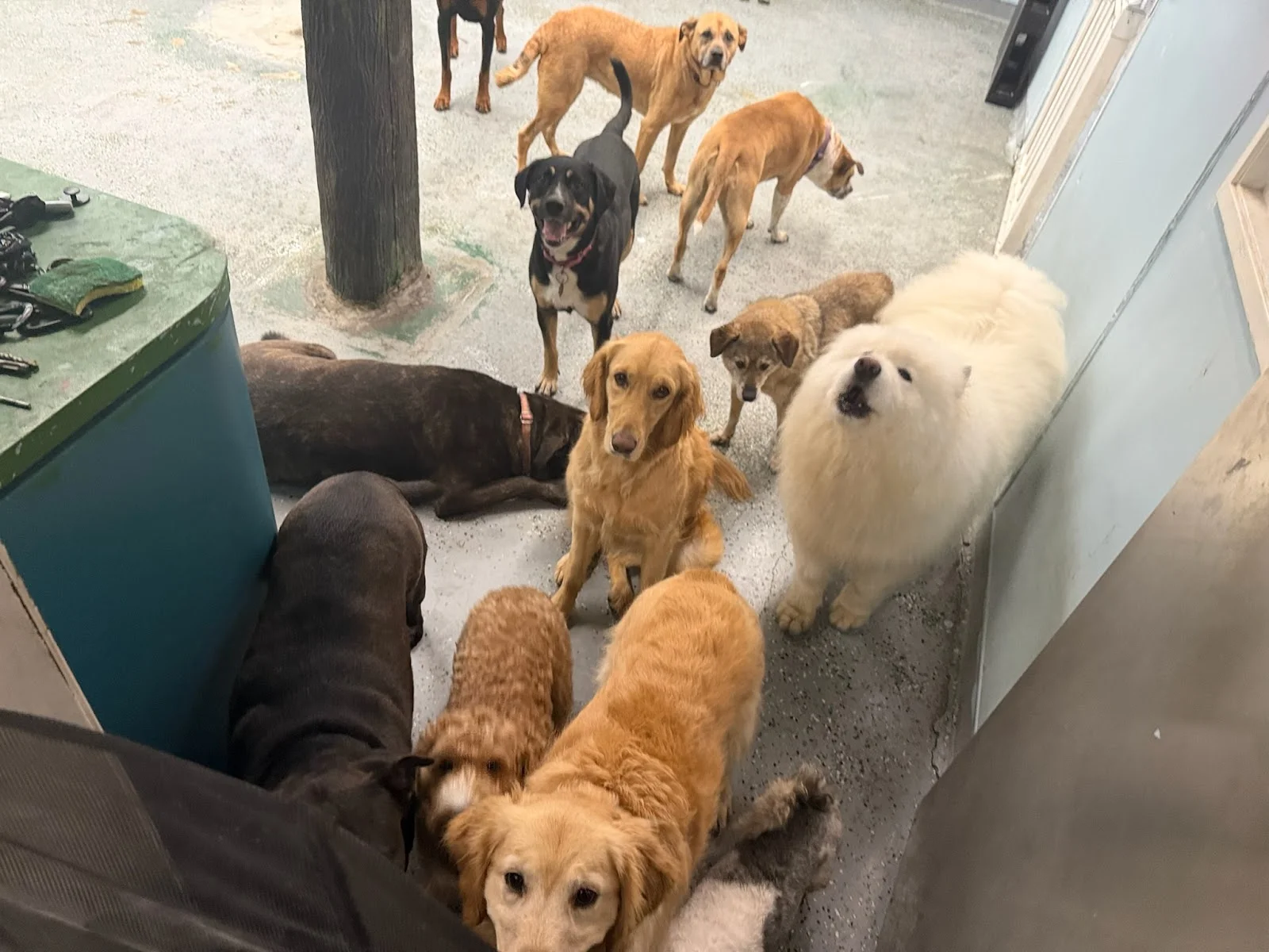 Barking Bliss — Pet Supplies & More in Lake Forest, CA