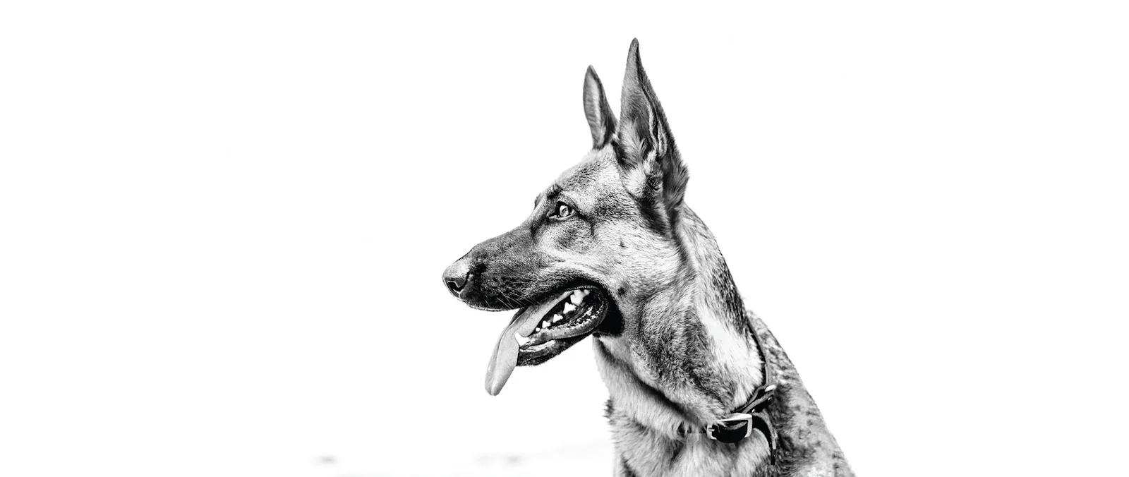 Clickstart Dog Training Academy — Dog Training in Lake Forest, CA