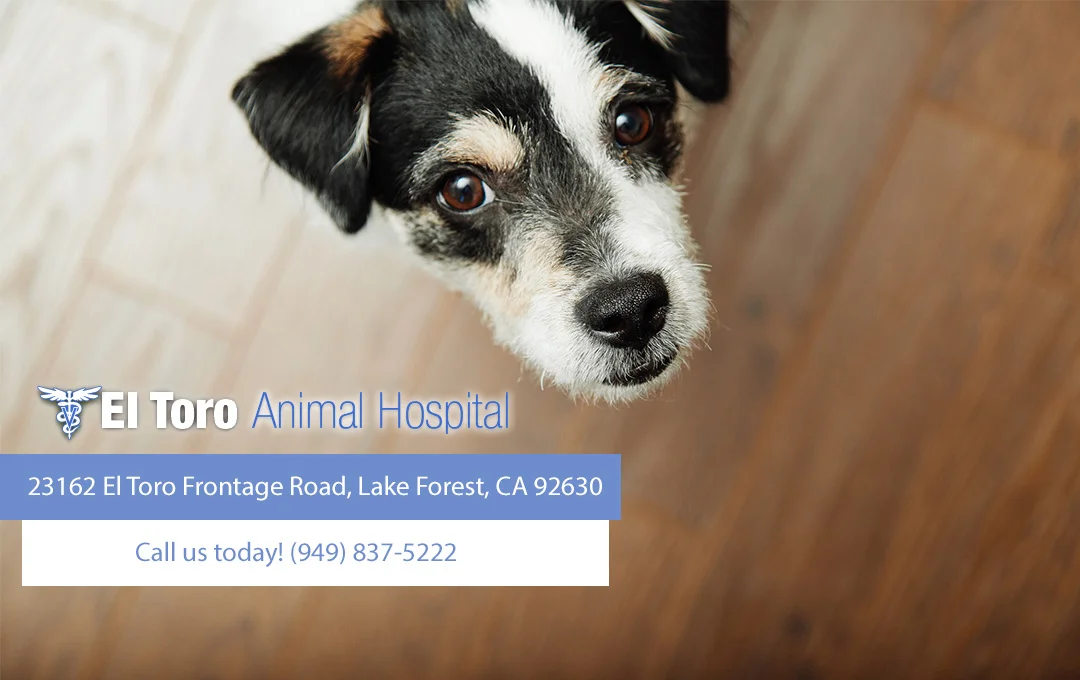 El Toro Animal Hospital — Veterinary & Animal Hospitals in Lake Forest, CA