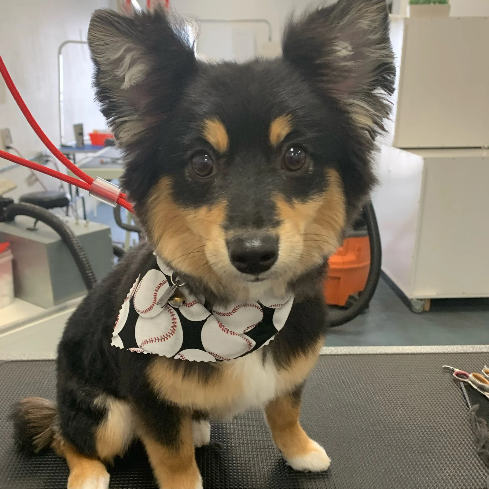 Happy Puppy — Pet Supplies & More in Lake Forest, CA