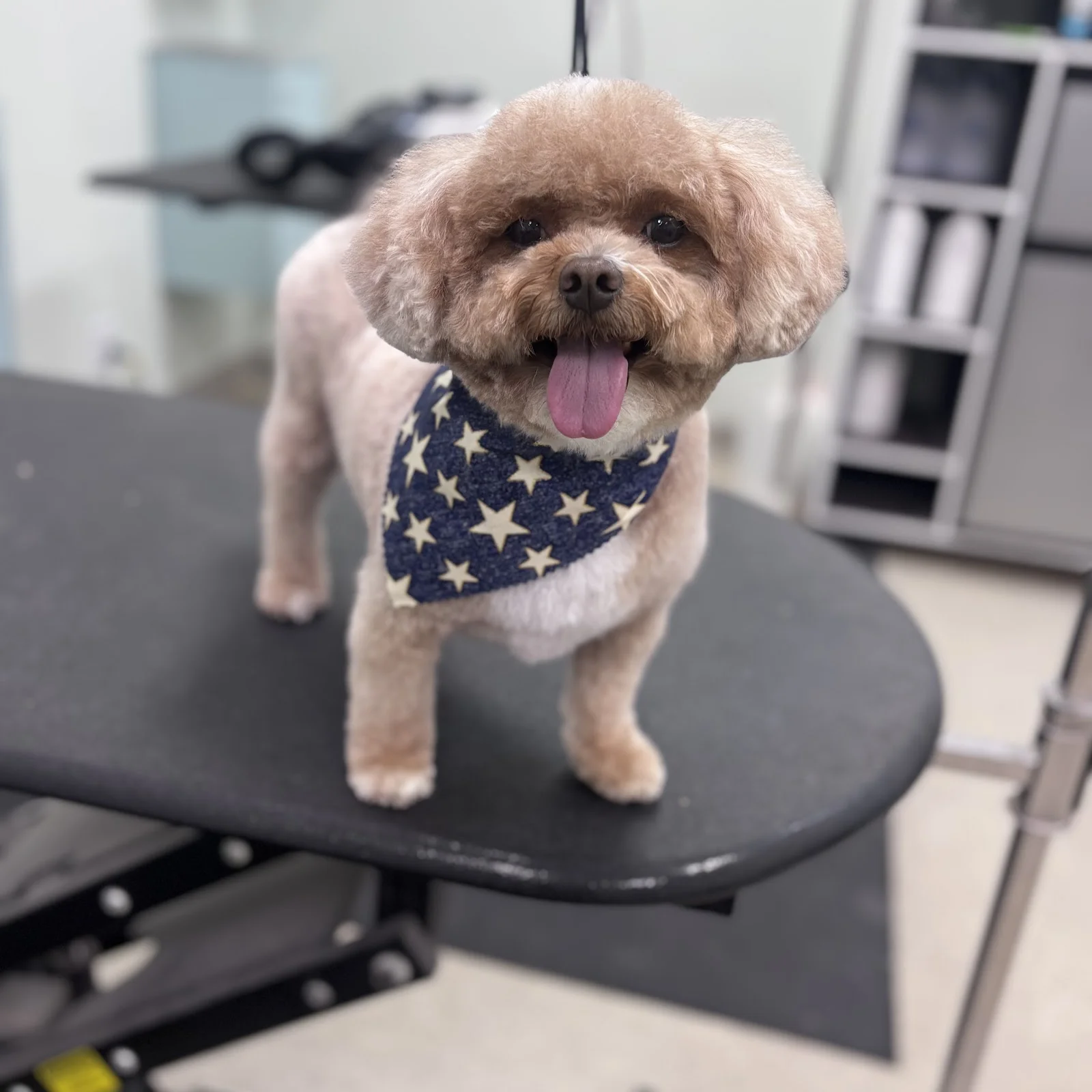 Ma's & Paws Pet Salon — Pet Supplies & More in Lake Forest, CA