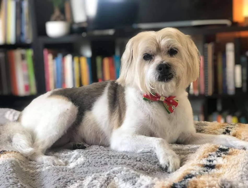 Must Love Paws mobile dog grooming — Pet Grooming in Lake Forest, CA