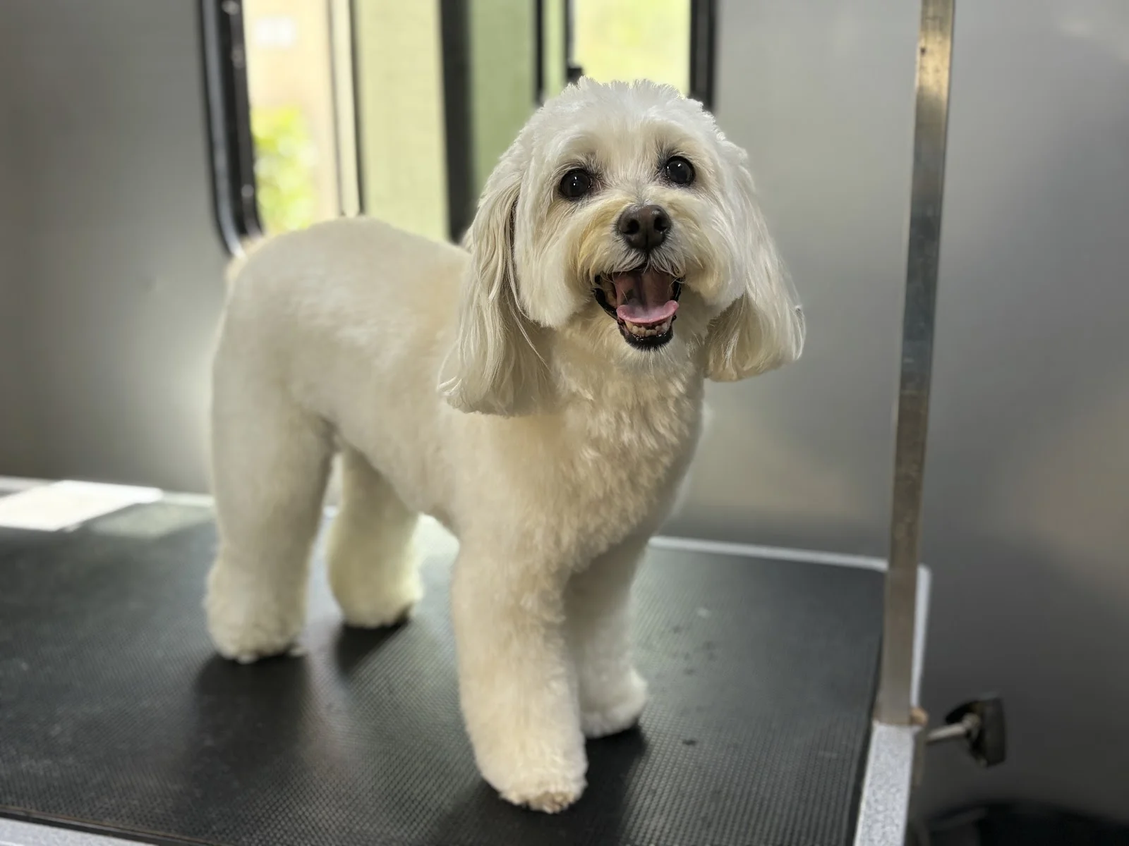 My Pookie’s Spaw | Mobile Grooming — Pet Grooming in Lake Forest, CA