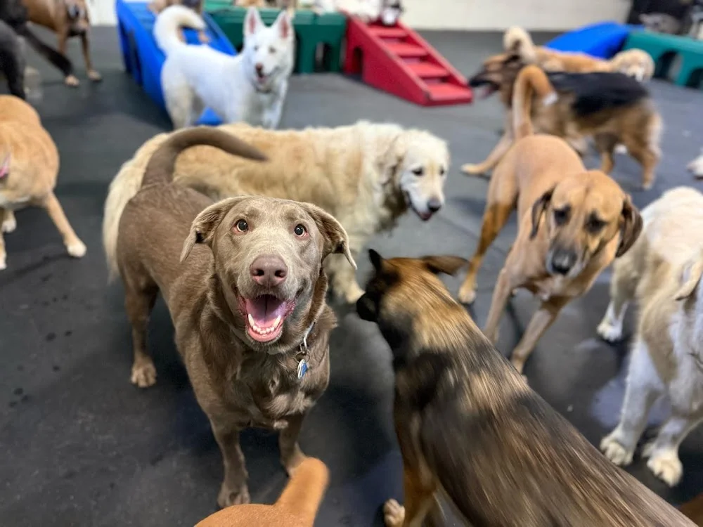 Paws Pet Resort — Boarding & Daycare in Lake Forest, CA
