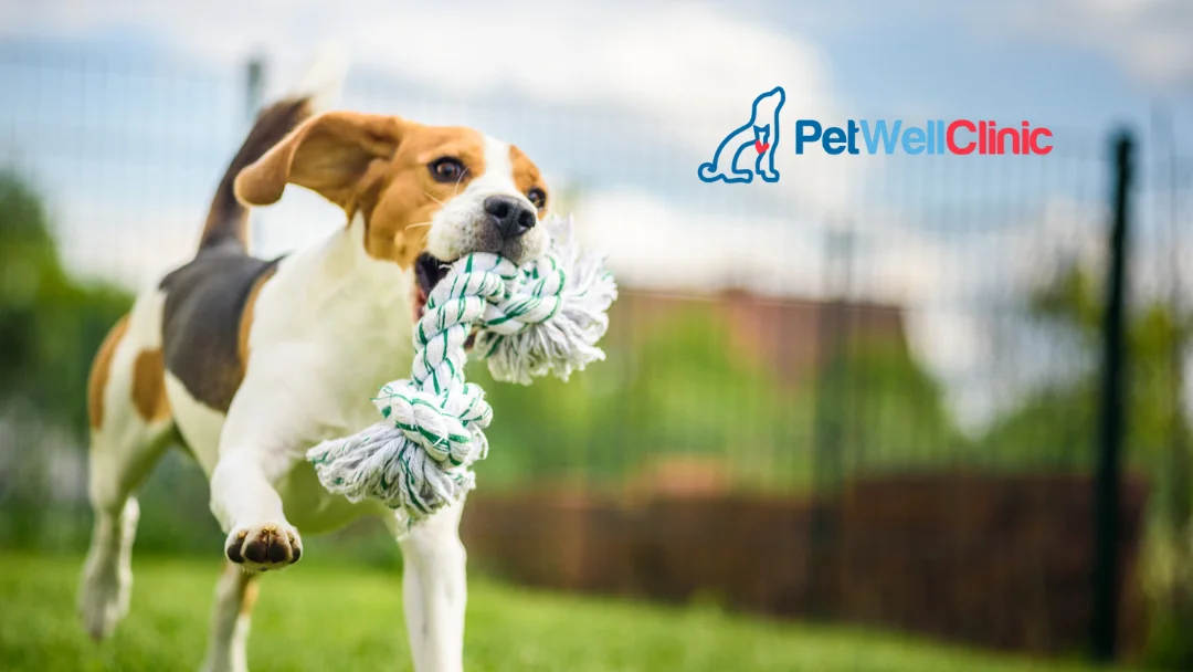 PetWellClinic - Lake Forest — Pet Supplies & More in Lake Forest, CA