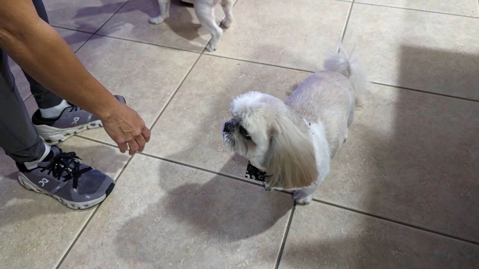 Shaggy To Chic All Breed Pet Grooming — Pet Grooming in Lake Forest, CA