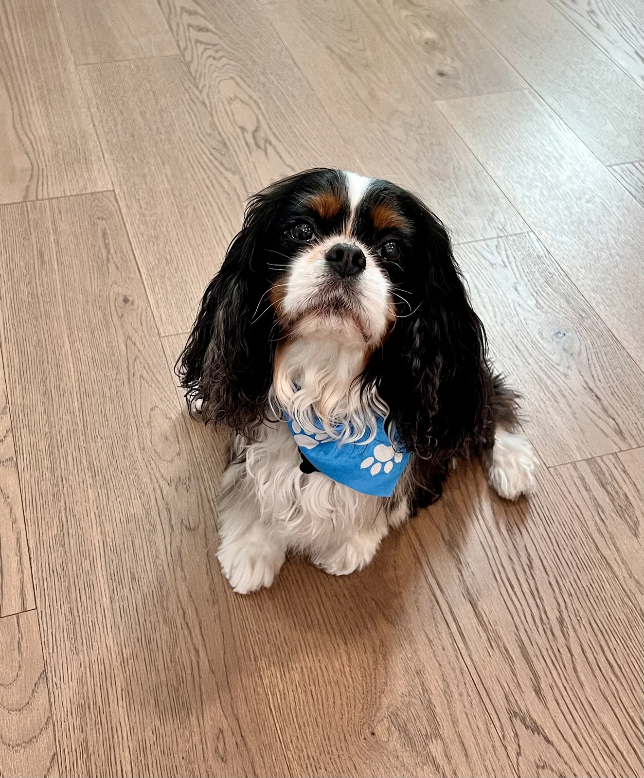 Woof Gang Bakery & Grooming Rancho Santa Margarita — Bakery & Dessert in Rancho Santa Margarita, CA
